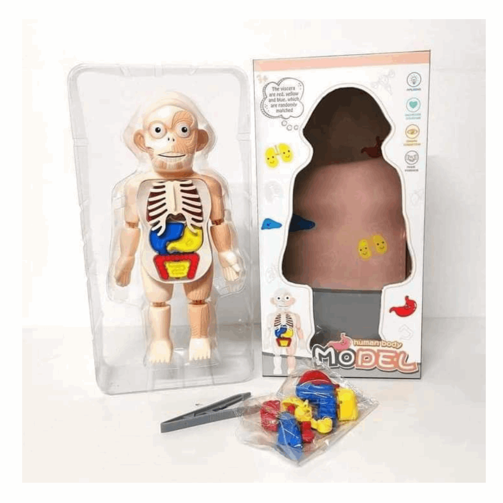 تنميه مهارات مجسم هيكل عظمى كبير